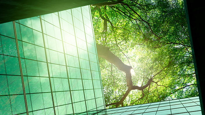 Image of tree folliage, perspective looking up